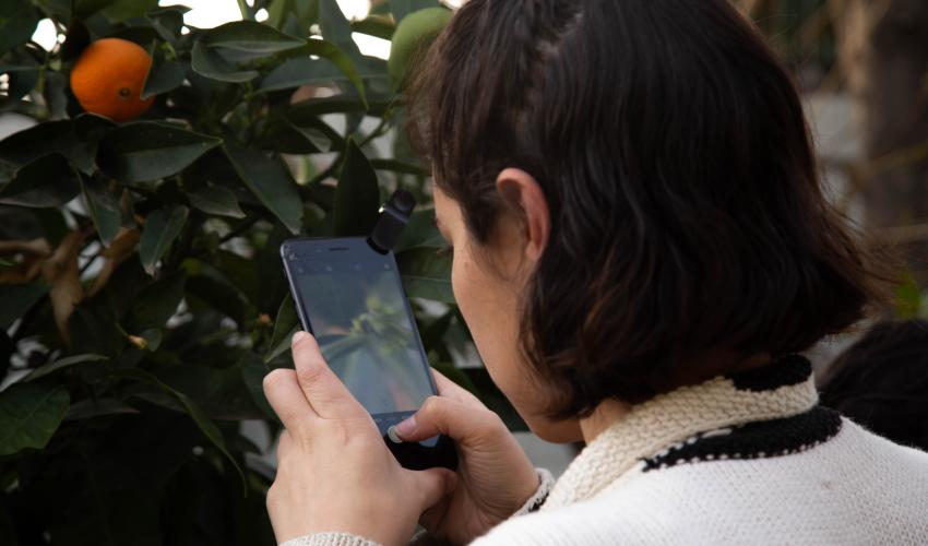 Mujer enfocando con su celular una flor de naranjo con un lente macro instalado