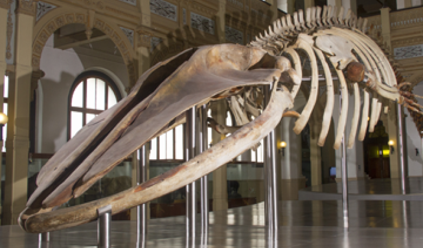 Visita el Museo Nacional de Historia Natural