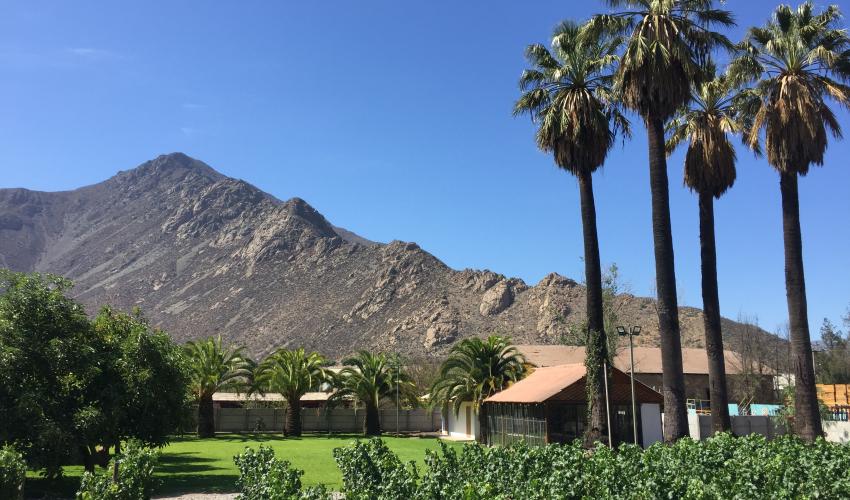 Viñedo en Bodega de Vinos de Viña El Escorial de Panquehue, Valle del Aconcagua