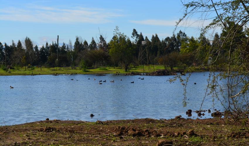 Patos sivestres en pequeño lago invernal